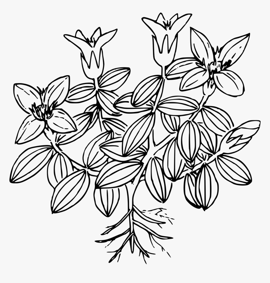 Moss Coloring Page