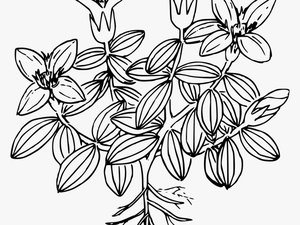 Moss Coloring Page