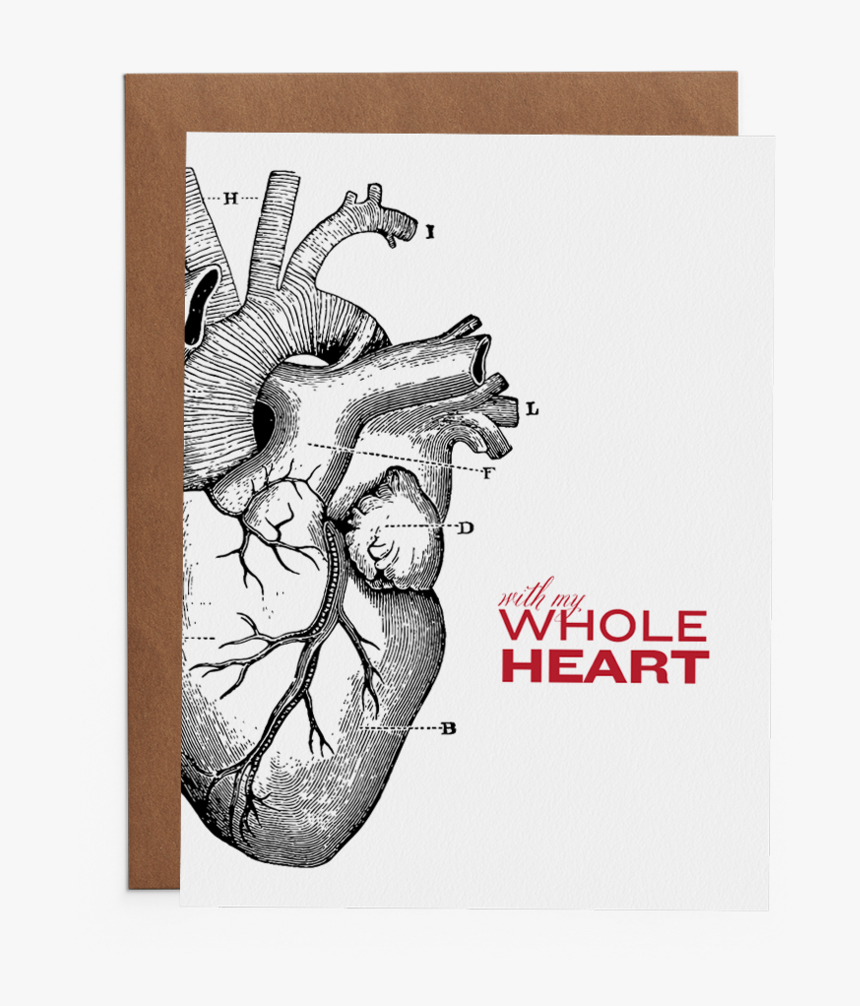 With My Whole Heart - Anatomical Heart Medical Illustration