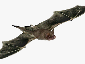 Mexican Free Tailed Bat Png