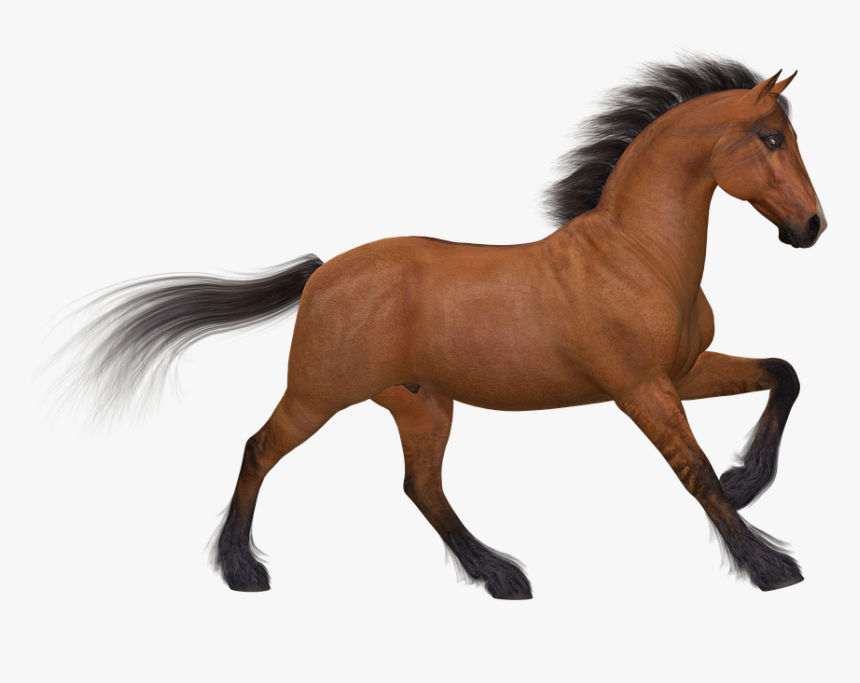 Horse Png Image - Silhouette Of 