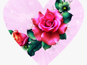 #heart #pink #flower #freetoedit - Hybrid Tea Rose