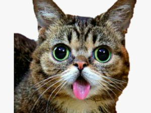#lilbub #bub #cat #cute #derpy - Chat Langue Qui Sort