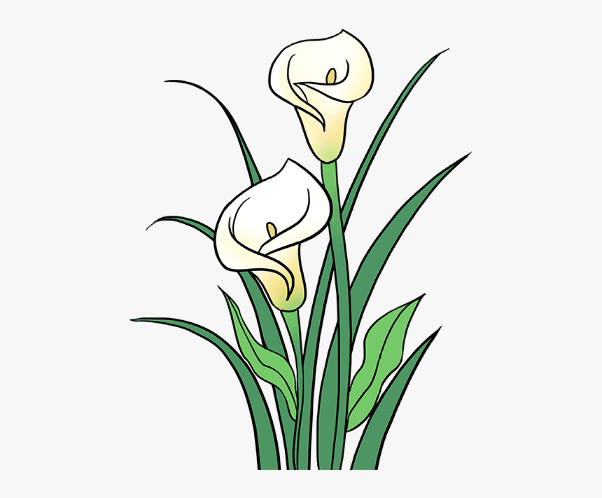Stem Drawing Lily Flower Transpa