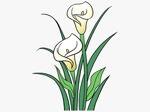 Stem Drawing Lily Flower Transparent Png Clipart Free - Calla Lily Flower Drawing