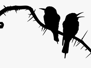 Photography - Bee Eater Bird Silhouette
