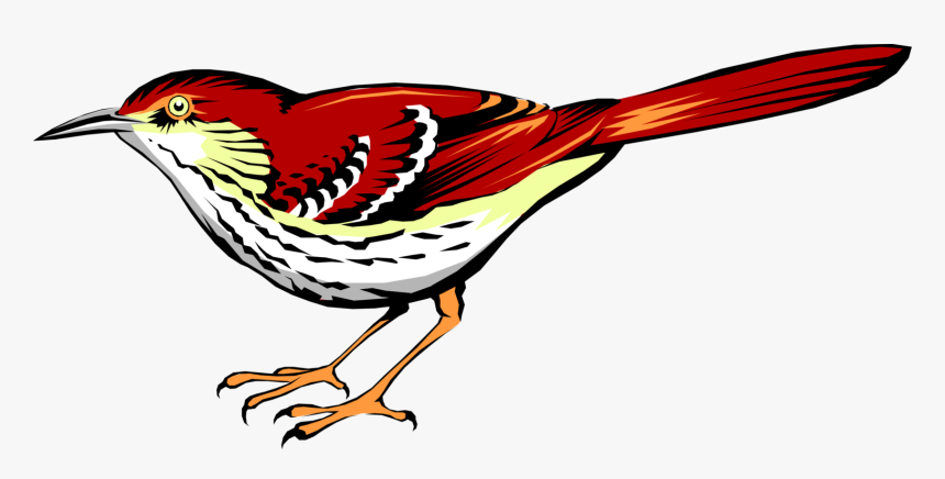 Vector Illustration Of Bright Reddish-brown Thrasher - Vector Brown Thrasher