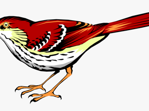 Vector Illustration Of Bright Reddish-brown Thrasher - Vector Brown Thrasher