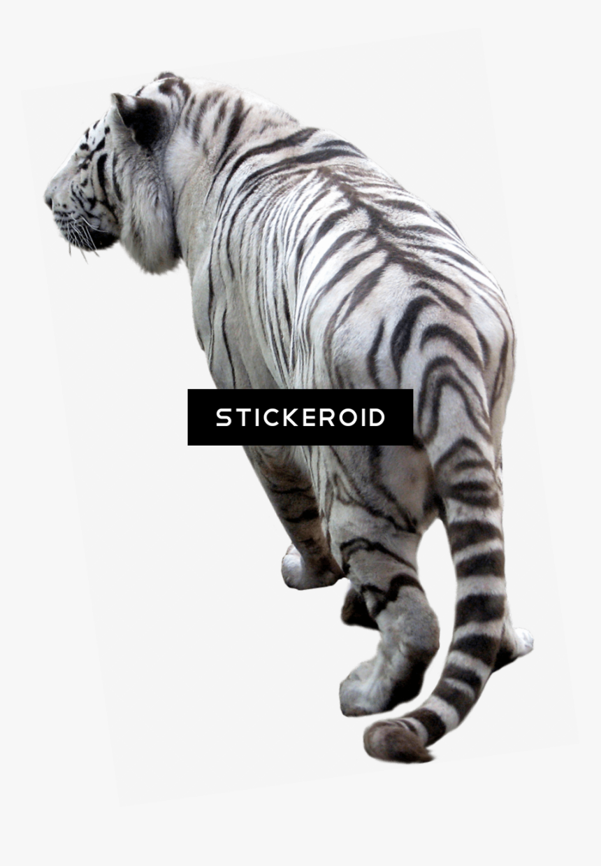 Transparent Tiger Png - Picsart Png Background Tiger