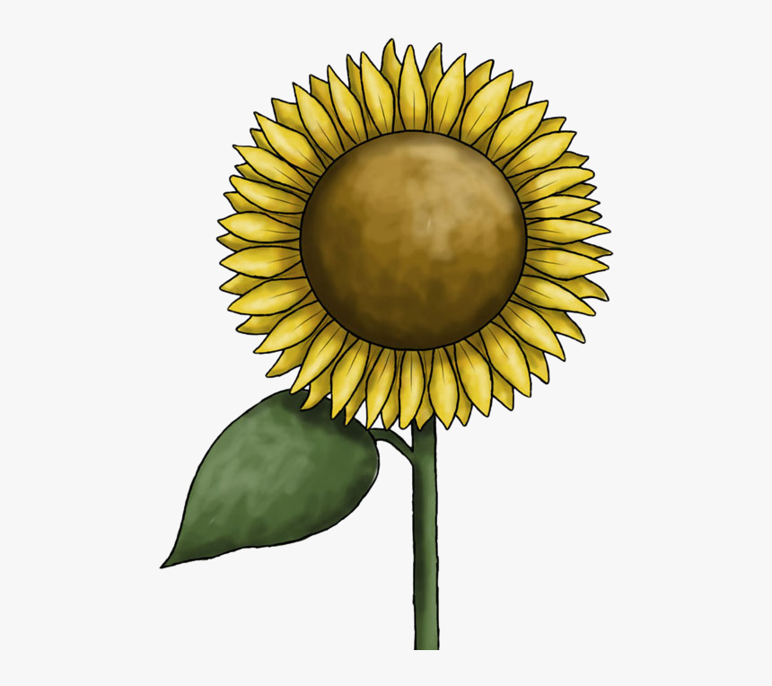 Sunflower Clipart Free Images - 
