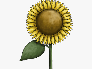 Sunflower Clipart Free Images - Clip Art