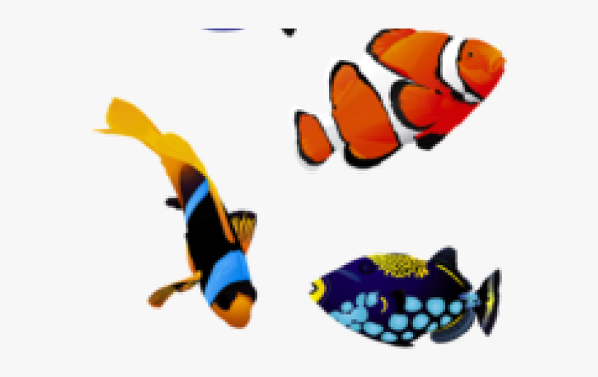 Transparent Colorful Fish Png