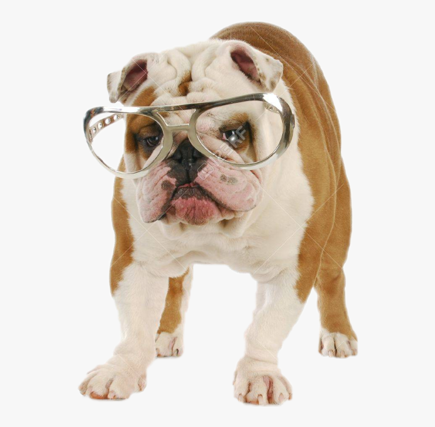 #dog #funny #sunglasses - Bulldo