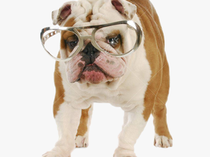 #dog #funny #sunglasses - Bulldog Ingles Con Anteojos