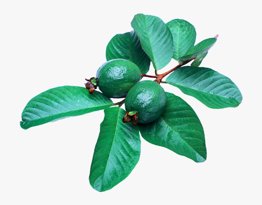 Benefits Of Guava Leaves For Hai