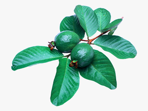 Benefits Of Guava Leaves For Hair