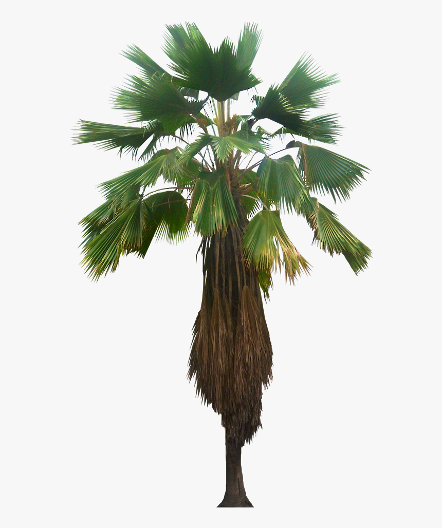 Licuala Palm Png