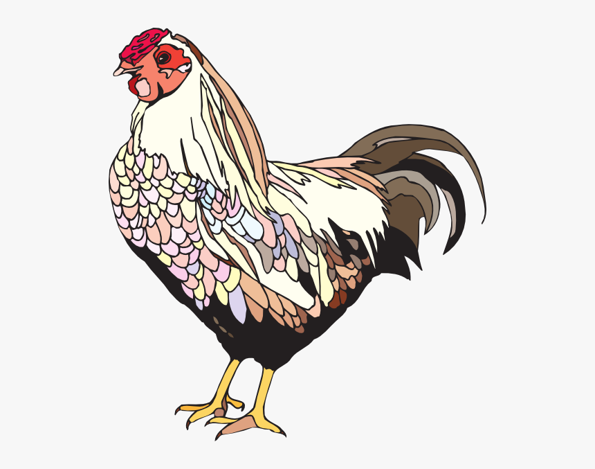 Female Chicken Png