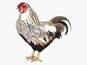 Female Chicken Png