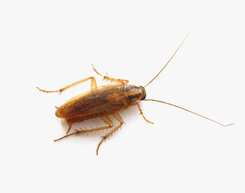Roach Png Image - German Cockroa