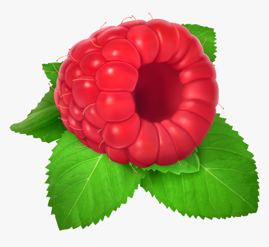 Raspberry Png Clipart