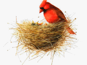 #ftestickers #watercolor #bird #nest #birdnest #redbird - Marjolein Bastin Mothers Day