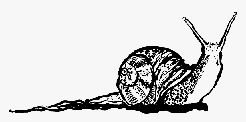 Biology Drawing Snail Transparen