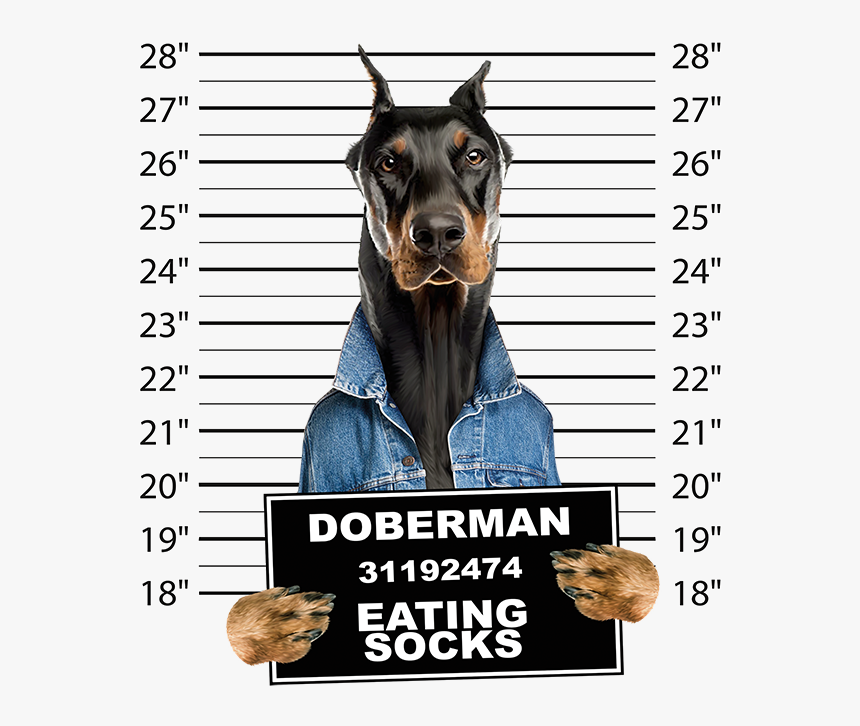 Doberman Mug Shot 