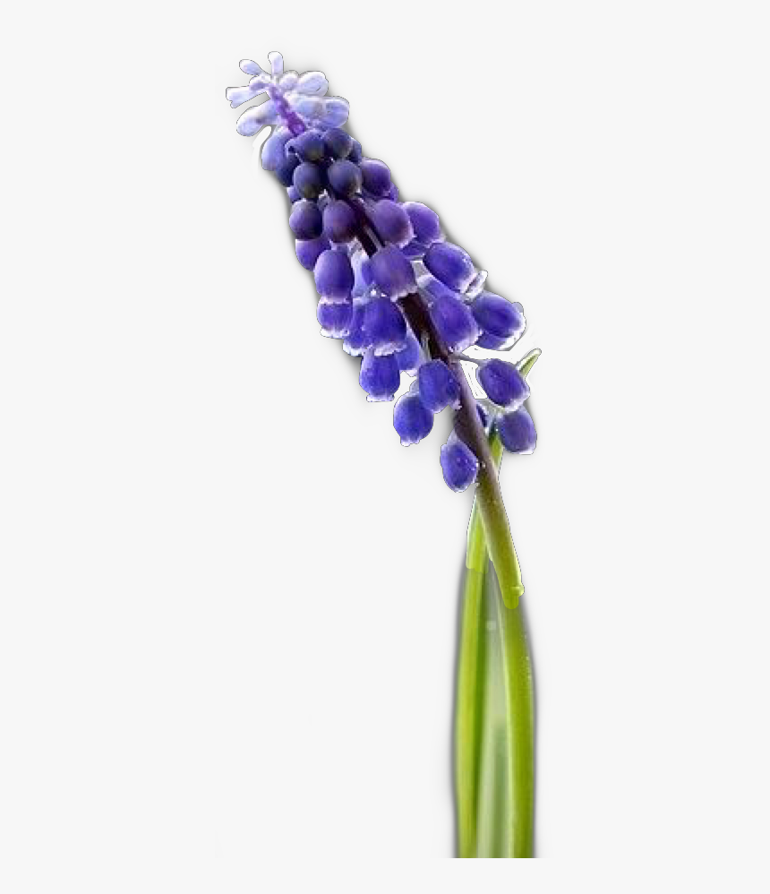 Hyacinth S Flower Freetoedit - Grape Hyacinth