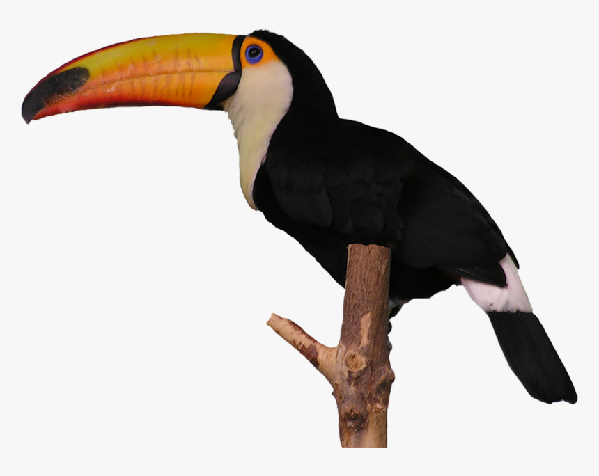 Aves Toucan - Tucan Png