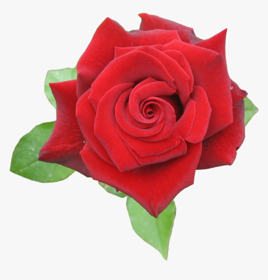 Browse And Download Rose Png Pictures - Rose_red Png