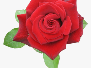 Browse And Download Rose Png Pictures - Rose_red Png