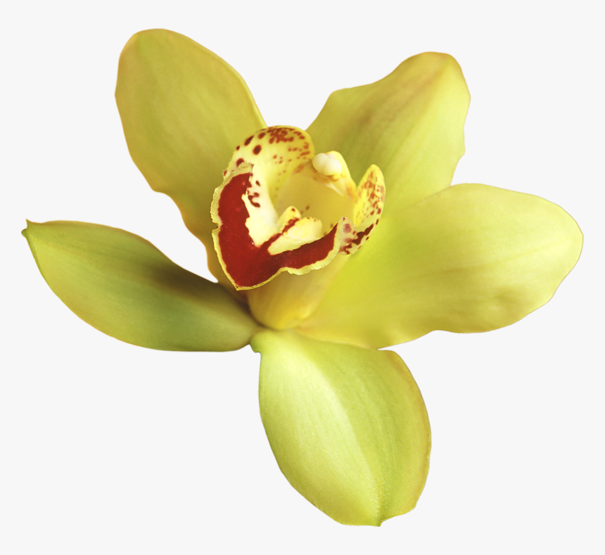 Yellow Orchid Transparent Backgr