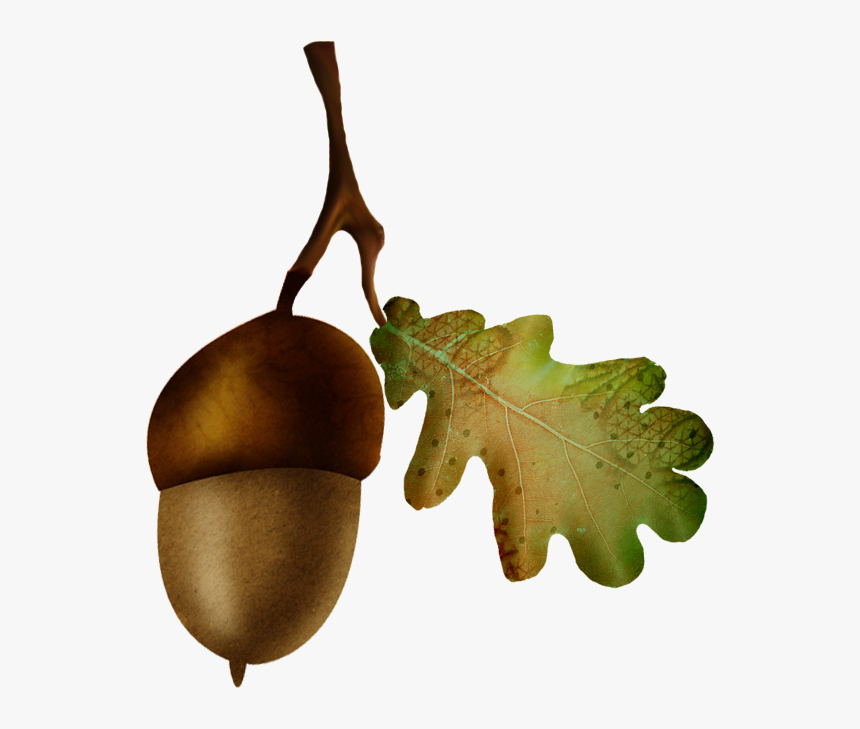Acorn Oak Nut Fruit - Gambel Oak