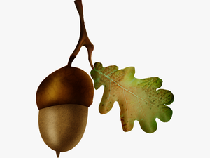 Acorn Oak Nut Fruit - Gambel Oak