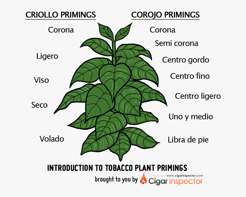 Tobacco Plant