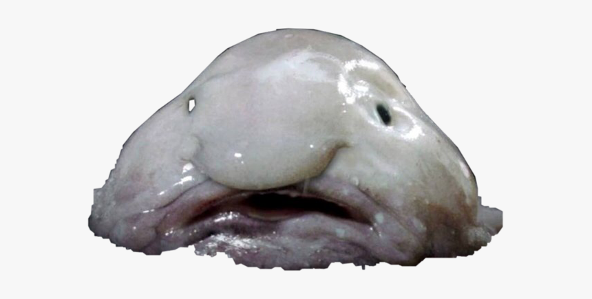#blobfish #freetoedit - Whale Wi