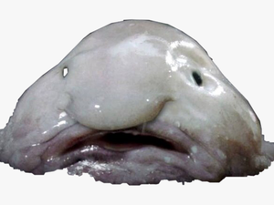 #blobfish #freetoedit - Whale With Weird Nose