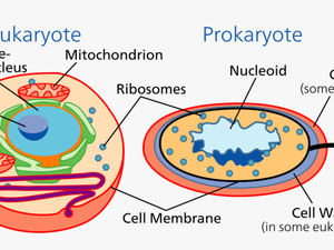 Prokaryotes And Eukaryotes