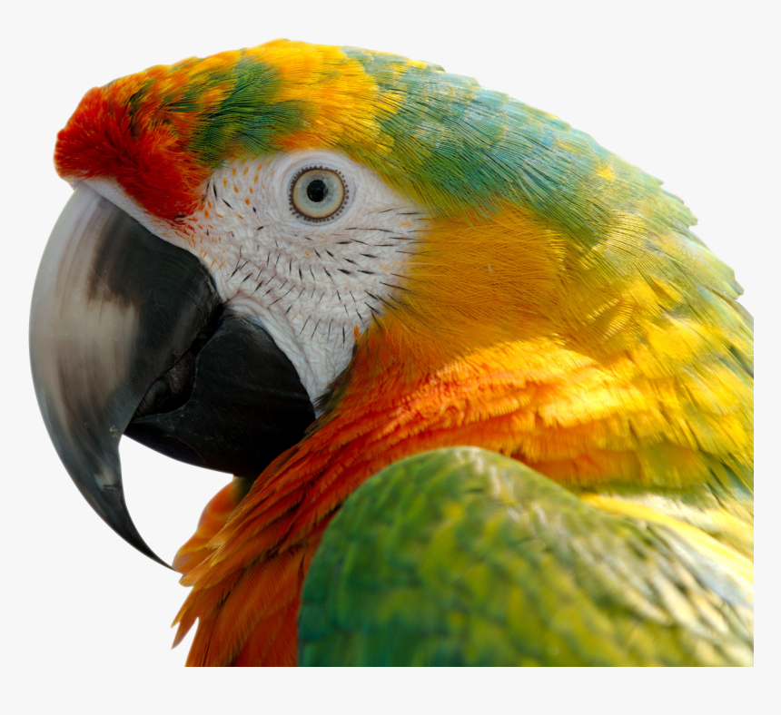 Macaw Png Image - Colorful Macaw Parrot