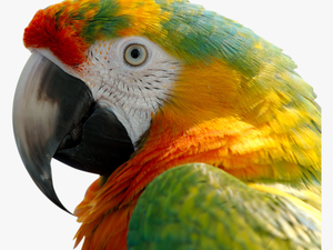 Macaw Png Image - Colorful Macaw Parrot