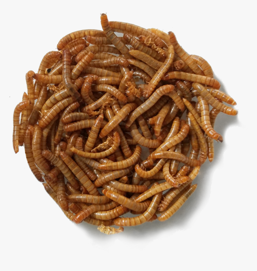 Mealworms Png
