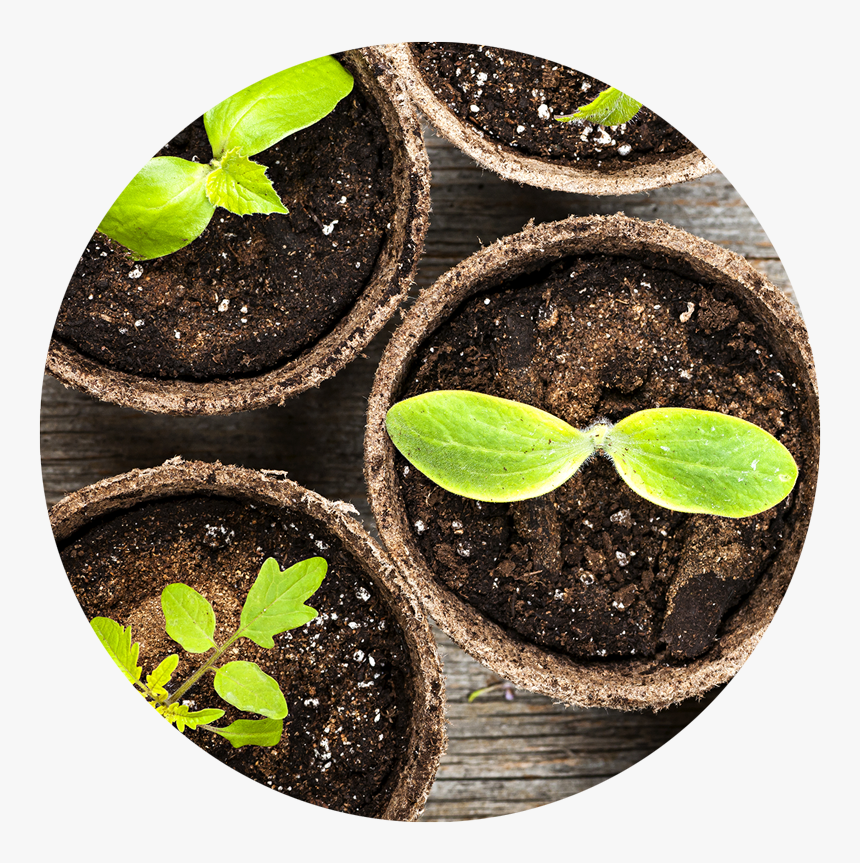 Soilplant-widget - Seed Growing 