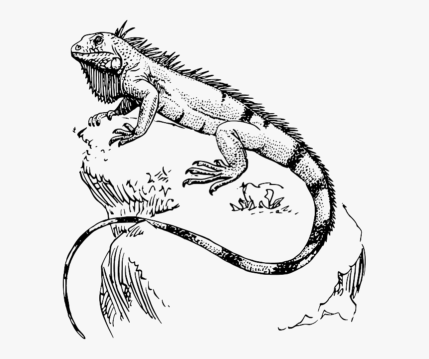 Iguana Para Pintar Art Tatt And 