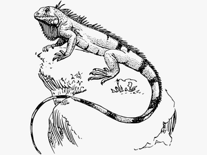 Iguana Para Pintar Art Tatt And Drawings - Iguana Drawing