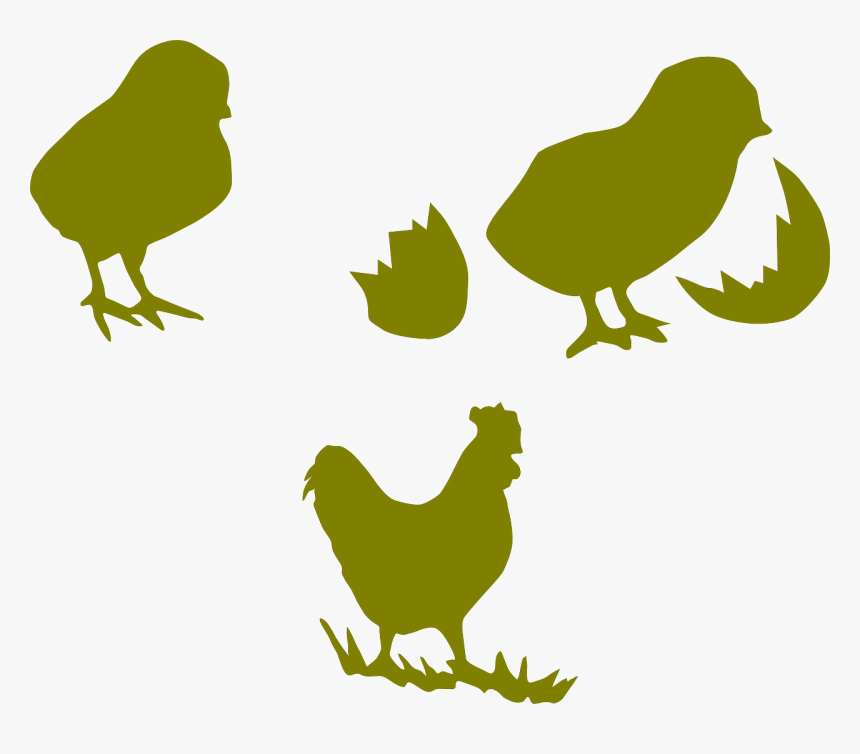 Chicken Chick Illustration Vecto