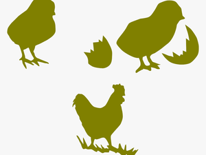 Chicken Chick Illustration Vector