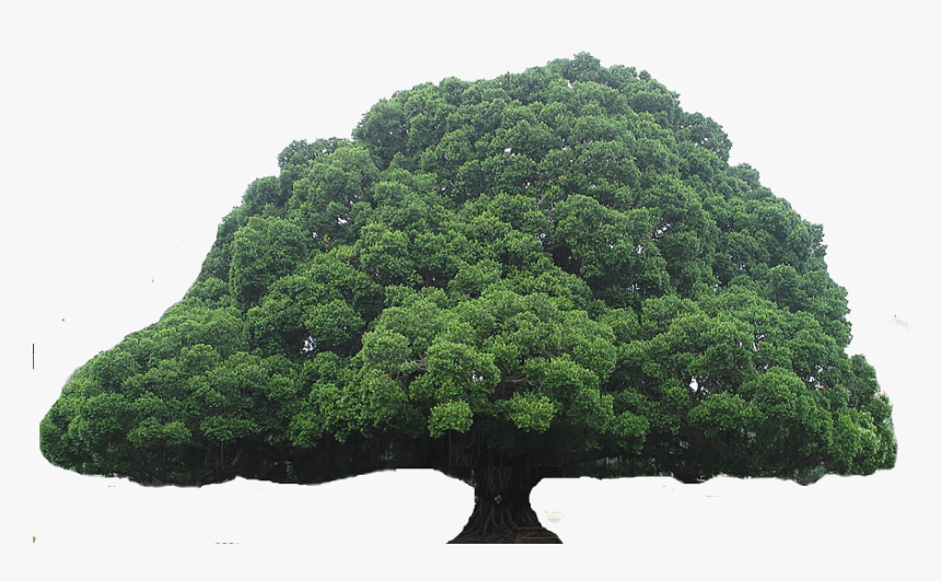 Grass Clipart Tree - National Cheng Kung University
