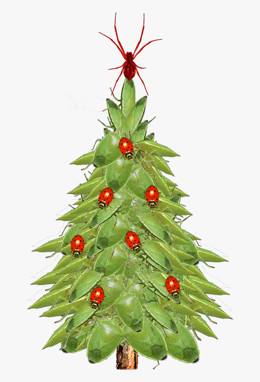 Christmas Tree Closeup - Xmas Tree
