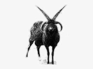 Images/black Goat - Horn